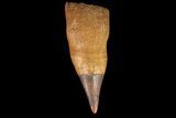 Ichthyosaur (Platypterygius) Tooth - Russia #66755-1